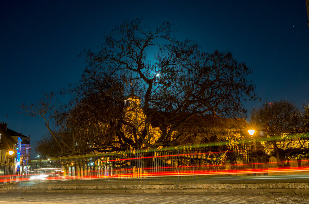 The Capalta tree, with the super moon shining through, and light trails from passing vehicles